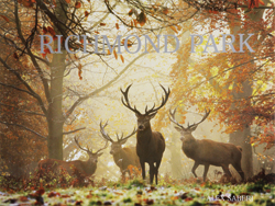 Richmond Park