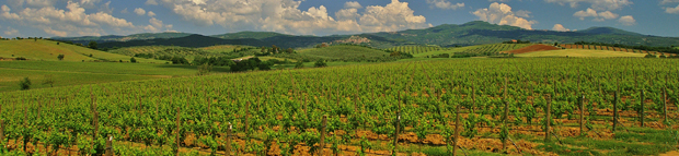 Mendoza advertorial