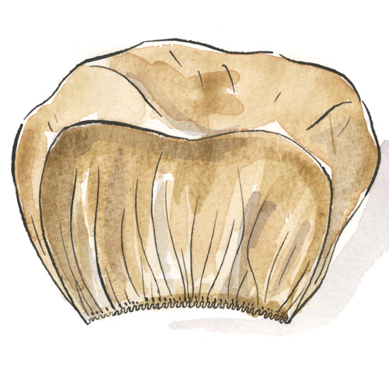 Turn the flower over so the knot is at the back, then turn the folded edge over to the front. \ Michael A Hall
