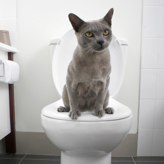 Train your cat to use the toilet with a new potty training 