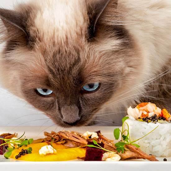 World's most expensive cat food sells out in an hour