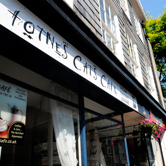 First cat  cafe  opens in Devon